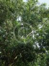 Ficus obliqua