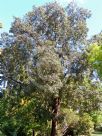 Flindersia australis
