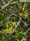 Forsythia viridissima