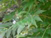 Fraxinus excelsior Jaspidea