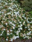 Gardenia jasminoides Radicans
