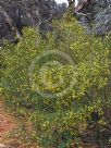 Goodia lotifolia