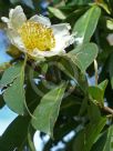Camellia taliensis