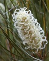 Grevillea albiflora