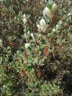 Grevillea brevifolia