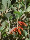 Grevillea brevifolia