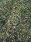 Grevillea confertifolia