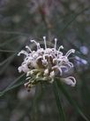 Grevillea linearifolia
