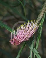 Grevillea longifolia