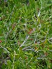 Grevillea pauciflora