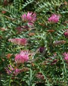 Grevillea Boongala Spinebill