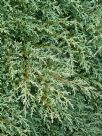 Cupressus macrocarpa Greenstead Magnificent