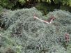 Cupressus macrocarpa Greenstead Magnificent