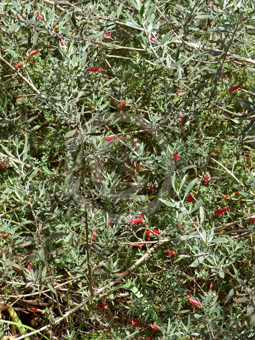 eremophila glabra ssp carnosa red frost