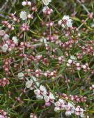 Hypocalymma angustifolium