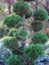 Juniperus chinensis Kaizuka