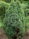Juniperus communis Compressa