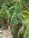 Juniperus communis Compressa