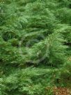 Juniperus pfitzeriana Wilhelm Pfitzer