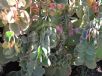 Bryophyllum fedtschenkoi Variegata