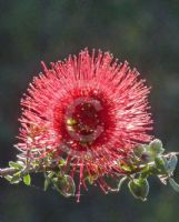 Kunzea pulchella