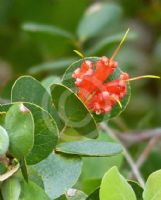 Lambertia orbifolia