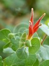 Lambertia orbifolia