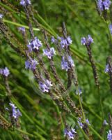 Lavandula canariensis