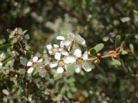 laevigatum leptospermum tea tree australian coast