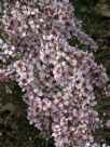 Leptospermum Pink Cascade