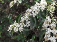 Ligustrum sinense