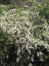 Ligustrum sinense