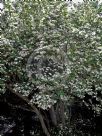 Ligustrum sinense