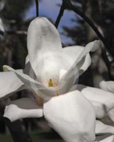 Magnolia soulangeana Lennei Alba