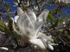 Magnolia soulangeana Lennei Alba