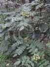 Mahonia japonica Bealei Group