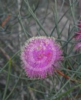 Melaleuca filifolia