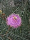 Melaleuca filifolia