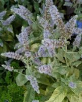 Mentha longifolia Variegata