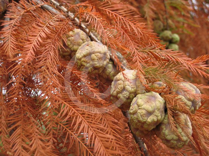 metasequoia glyptostroboides lose their leaves