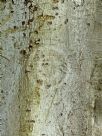Mischocarpus pyriformis