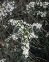 Myoporum floribundum