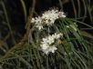 Myoporum floribundum