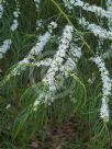 Myoporum floribundum