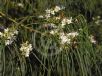 Myoporum floribundum