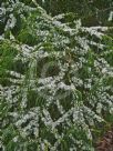 Myoporum floribundum