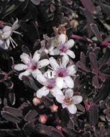 Myoporum+parvifolium