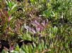 Myoporum parvifolium Purpureum