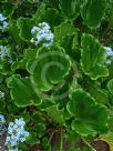 Myosotidium hortensia