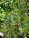 Myriophyllum variifolium